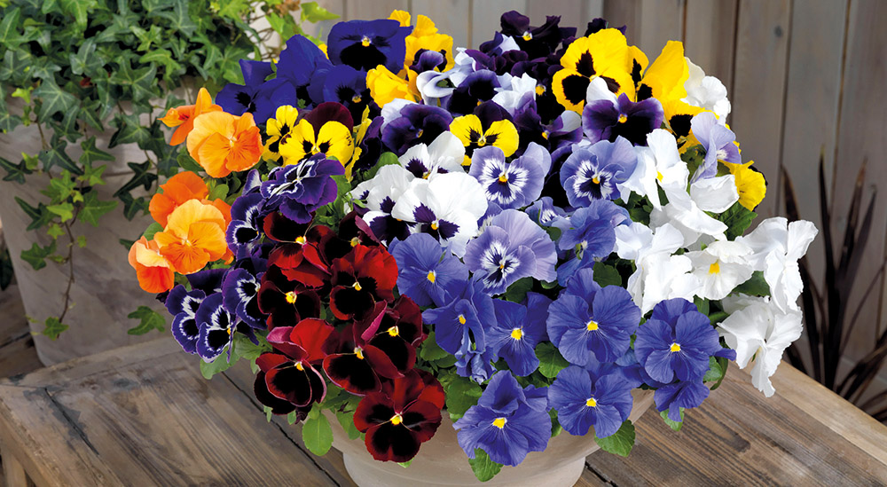 Viola wittrockiana F₁ Inspire® Plus | Benary